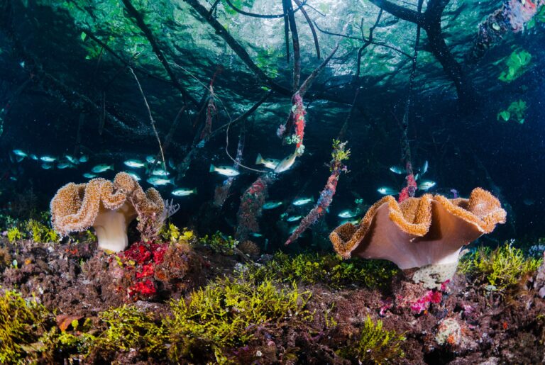 Introduction to Mangrove Aquariums
