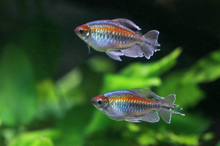 Breeding Neon Tetras in a Home Aquarium: A Comprehensive Guide