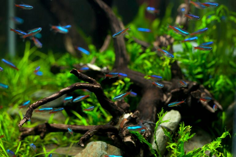 Introduction to Biotope Aquariums