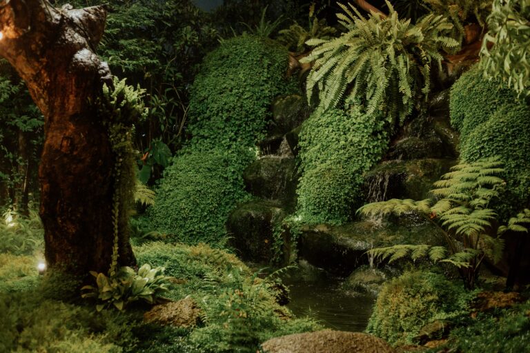 Creating a Thriving Paludarium: A Guide to Setting Up a Harmonious Home for Amphibians and Fish