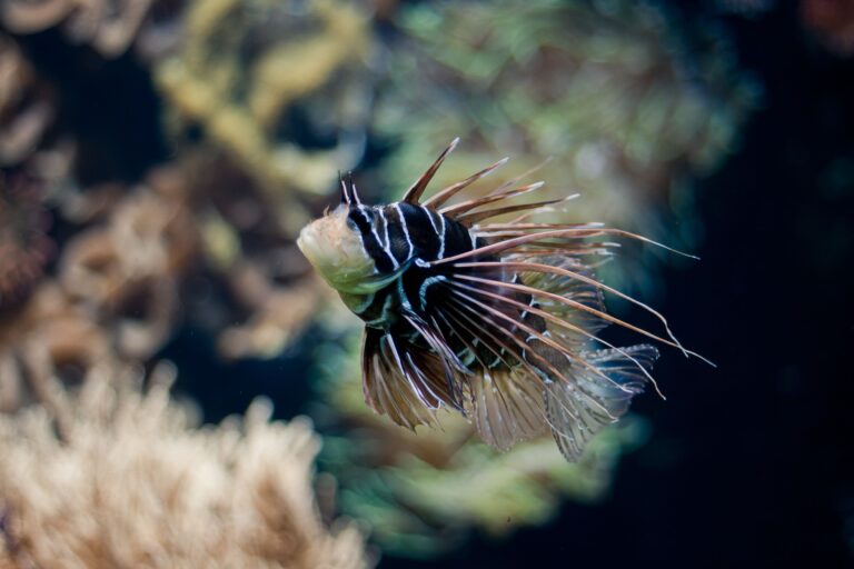 Feeding the Forgotten: A Comprehensive Guide to Choosing the Right Food for Bottom-Dwelling Fish