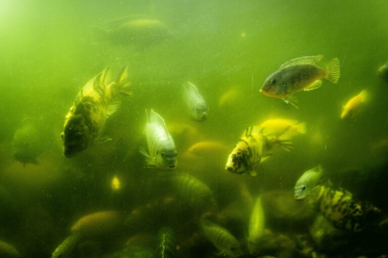 Troubleshooting Cloudy Water and Odors in Your Aquarium: A Step-by-Step Guide