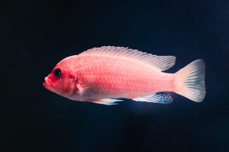 Best Tank Mates for Cichlids