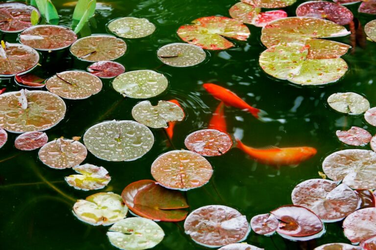 Tropical Fish Feeding Guide
