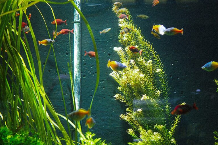 Setting Up a Planted Freshwater Tank