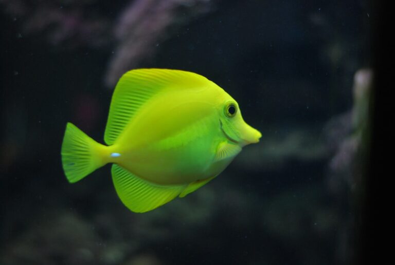 How to Cycle a New Aquarium
