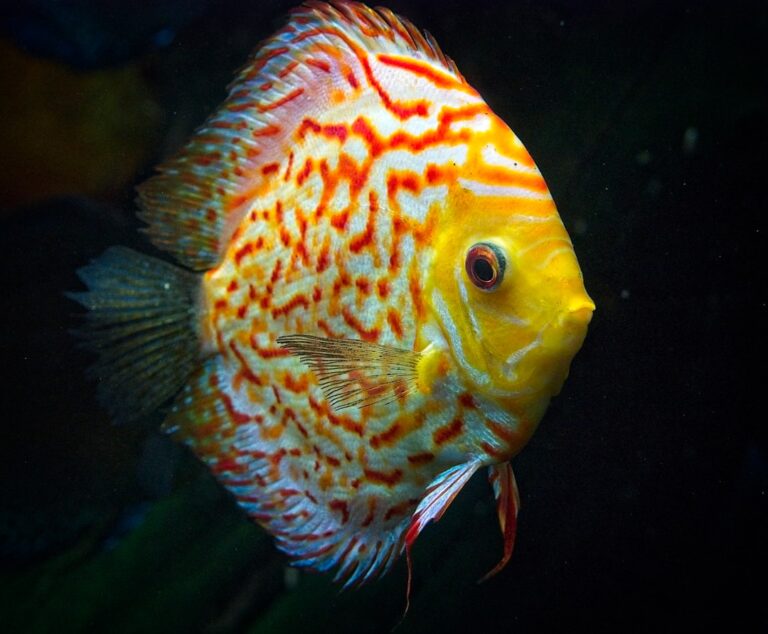 Discus Fish Breeding Tips and Guidelines