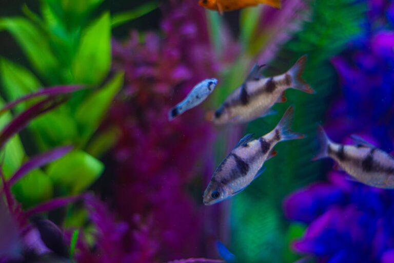 Neon Tetra Care and Tank Setup Guide