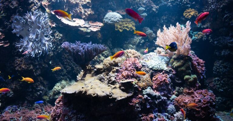 Tropical Fish for Beginners