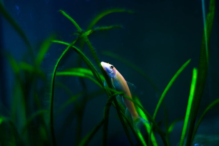 Best Aquarium Plants for Beginners