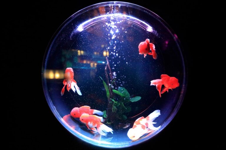 Fish Health Tips