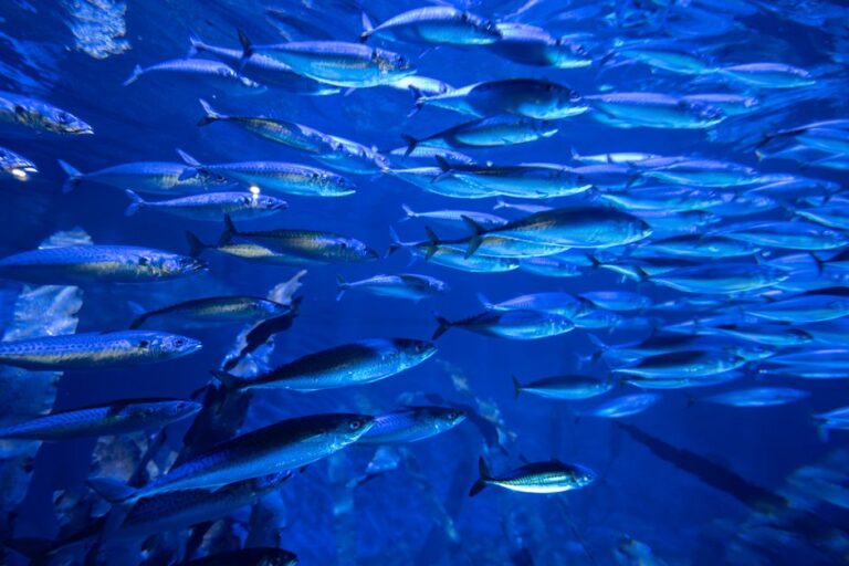 Identifying and Treating White Spot Disease in Aquarium Fish