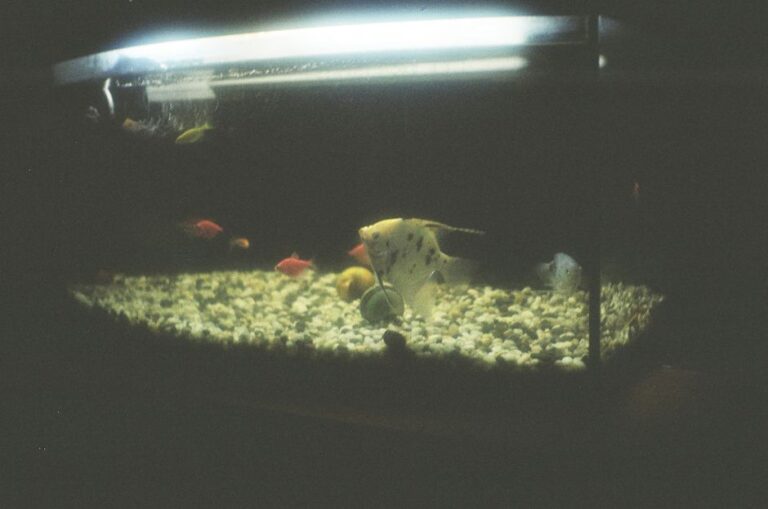 Setting Up a Thriving Aquarium