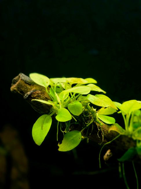 Controlling Green Algae in Your Aquarium Naturally