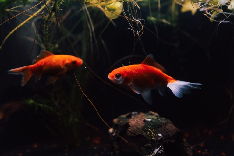 Top Aquarium Filters 2025
