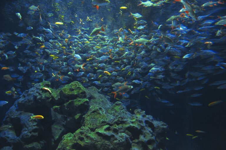 Common Fish Diseases and Treatments