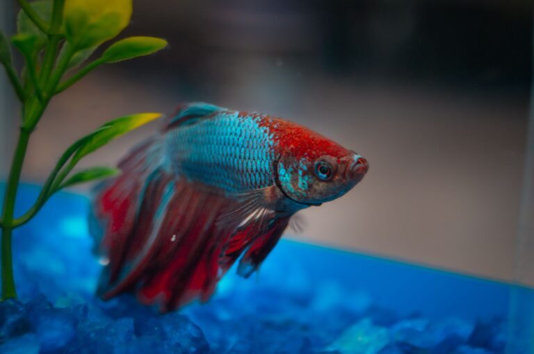 Betta Fish Complete Care Guide
