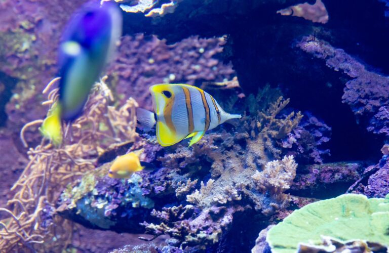 Tropical Fish Feeding Guide