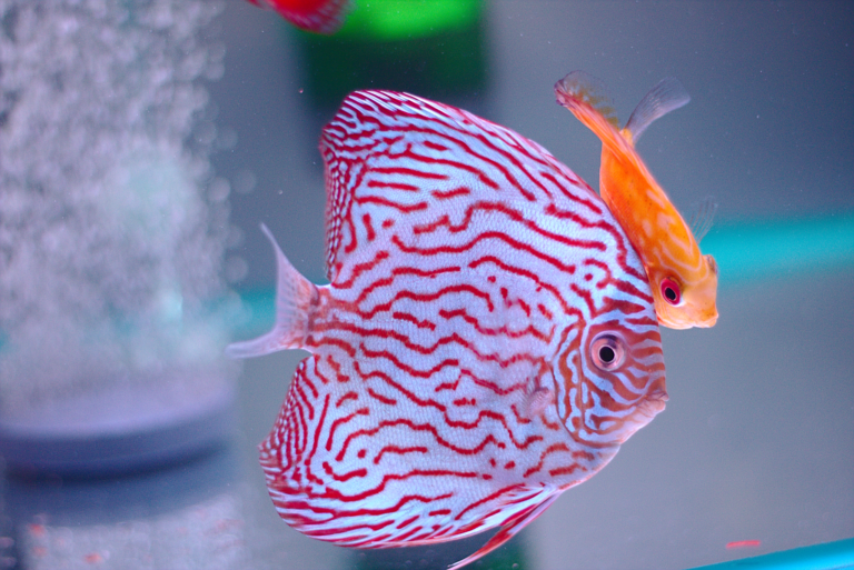 Raising Wild-Caught Cross-Breed Discus Fry: A Comprehensive Guide