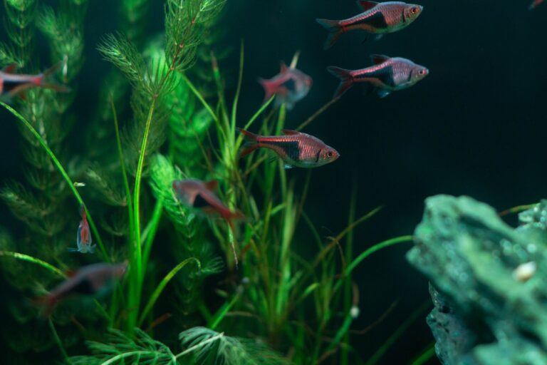 Dual-Stage Pressurized CO2 Injections for Heavily Planted Aquariums