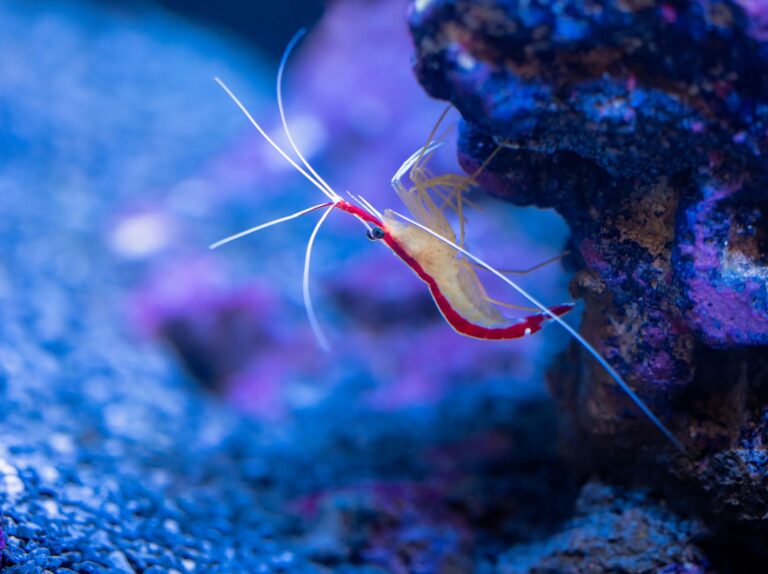 Mastering Total Dissolved Solids for Thriving Crystal Shrimp Tanks