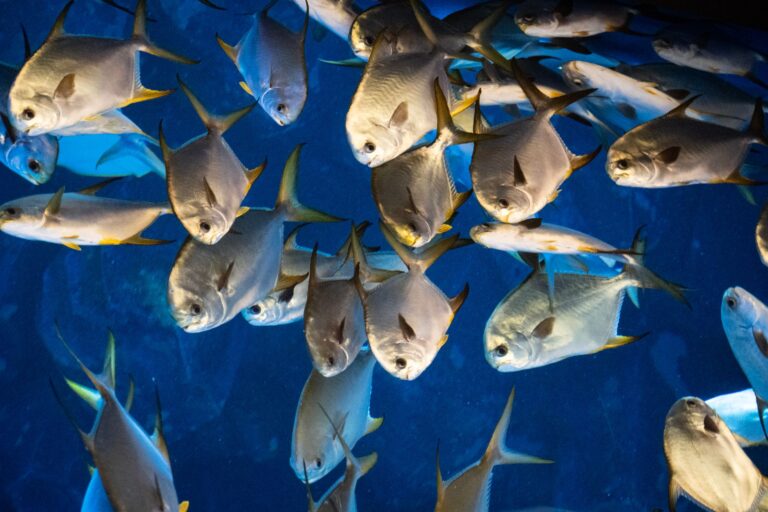 Custom Spawning Slate Caves for Armored Bristlenose