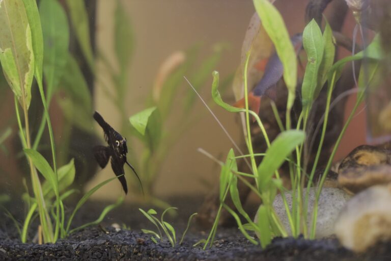 Dwarf Hairgrass Cultivation Guide