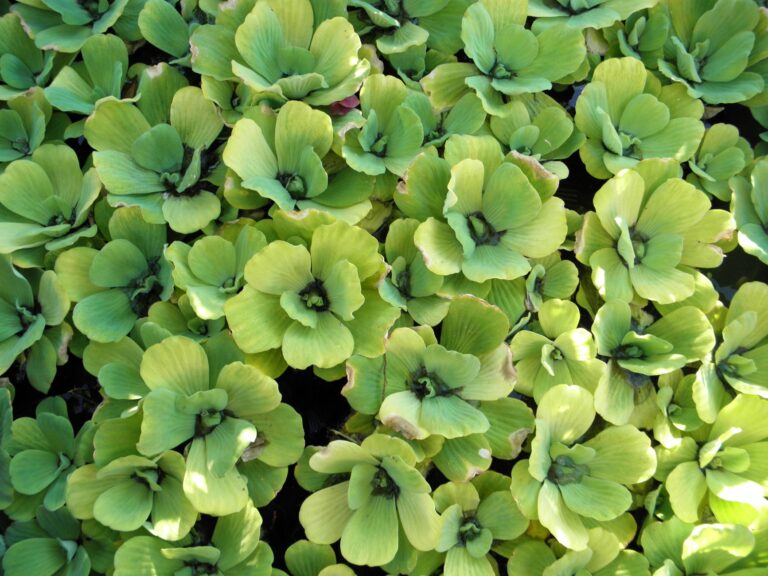 Dissolved Carbon Dioxide and Aquatic Plant Photosynthesis