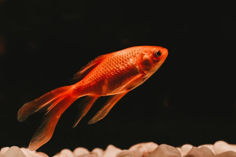 Introduction to Internal Parasites in Fish
