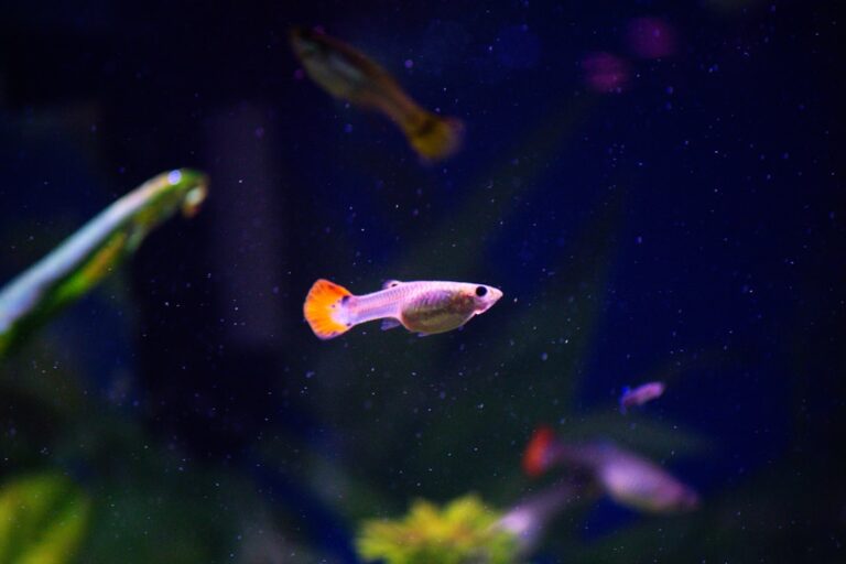 Caring for Sensitive Fish: The Dwarf Gourami Guide