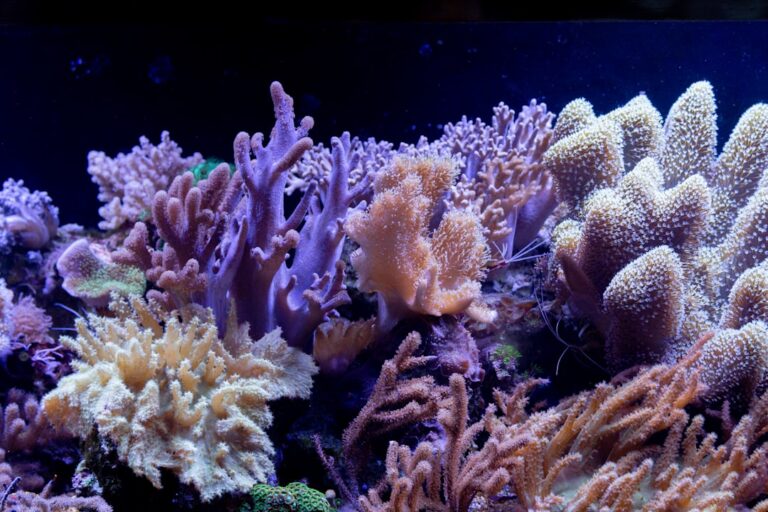 Mastering Canister Filter Media: A Comprehensive Guide to Optimal Aquarium Filtration