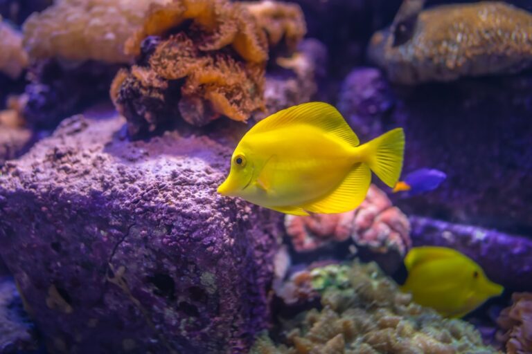 My Journey to Heal Fin Rot and Other Bacterial Infections in Fish