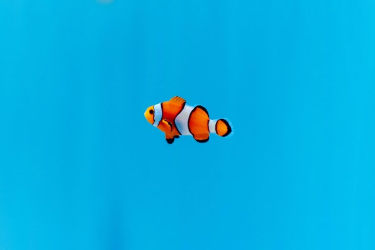 The Night I Burned My Hand and Hatched Clownfish Anyway