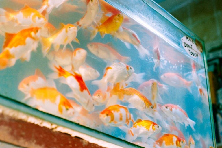 The $11,000 Ornamental Goldfish That Nearly Cost Me My License