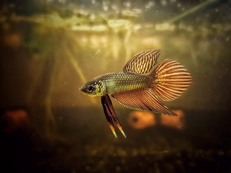 Finding a Wild-Type Betta Smaragdina From a Local Importer Who Doesn’t List Stock Online