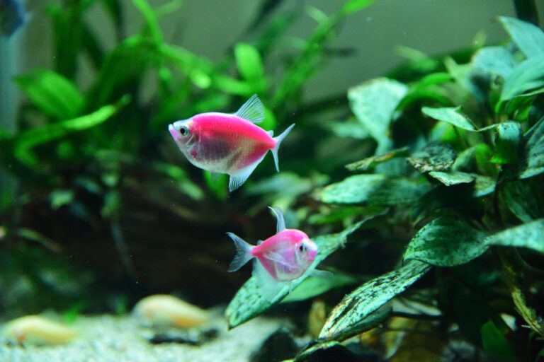 Why One Shop Dropped Neon Tetras for Wild-Caught Pencilfish