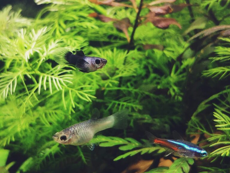 How to Cycle a New Tank with Feeder Guppies Instead of Bottled Ammonia